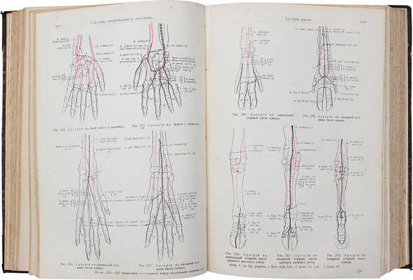 Элленбергер В., Баум Г. Руководство к сравнительной анатомии домашних животных. Т. 2-3. СПб., 1913.